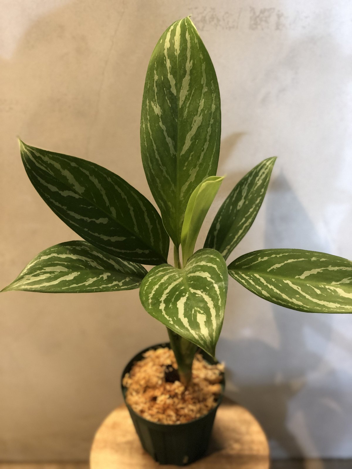 その他観葉植物 acetedyamada アローディア プロセラ(亜竜木)』🌱 銀色っぽい灰褐色をした刺々