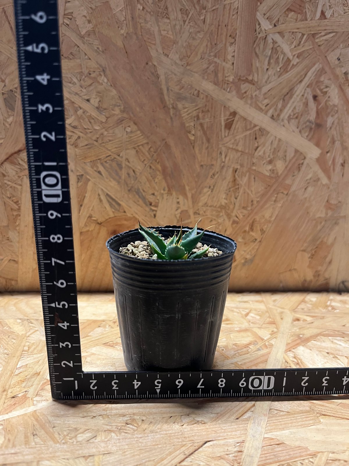 アガベ ユタエンシス エボリスピナ 実生 | GREEN LUCK