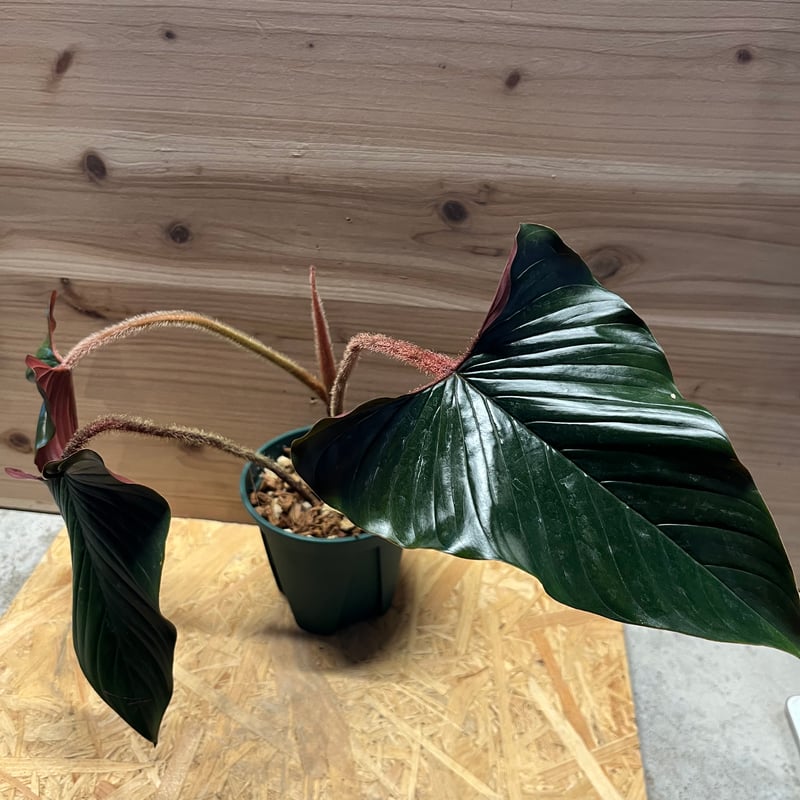 フィロデンドロン スクアミカウレ ブラッド | GREEN LUCK
