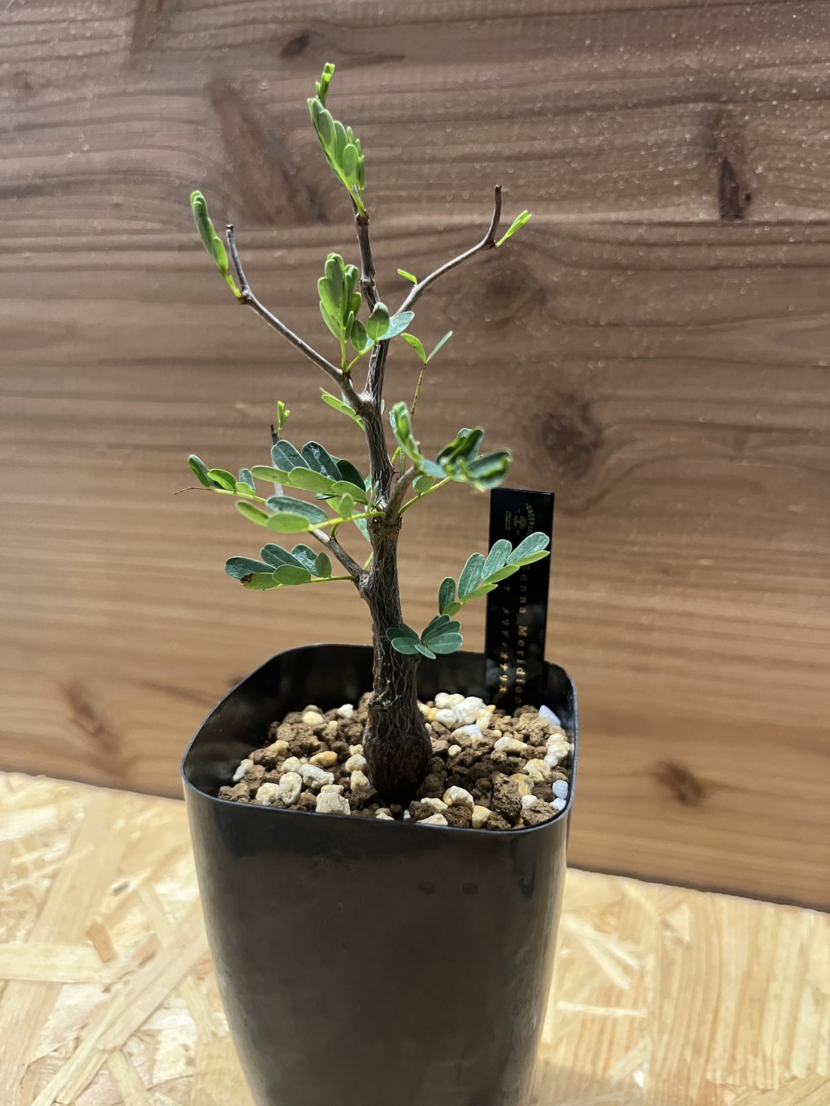 センナ　メリディオナリス　大株　カタチ製作所　クレーター　XL センナ メリディオナリス 大株 カタチ製作所 クレーター XL