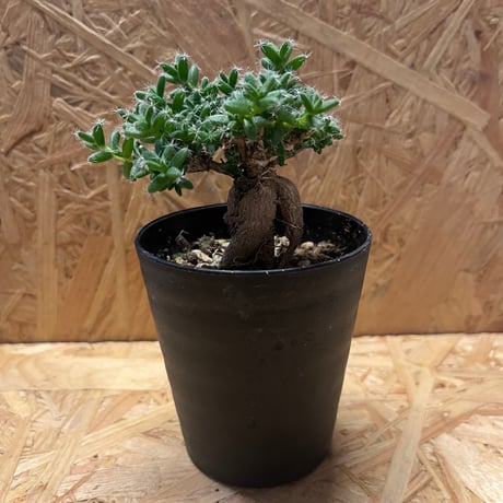 でーさんさま専用　メセン種子 でーさんさま専用 メセン種子 71GPpQyefkL._UF350,350_QL50_.jpg