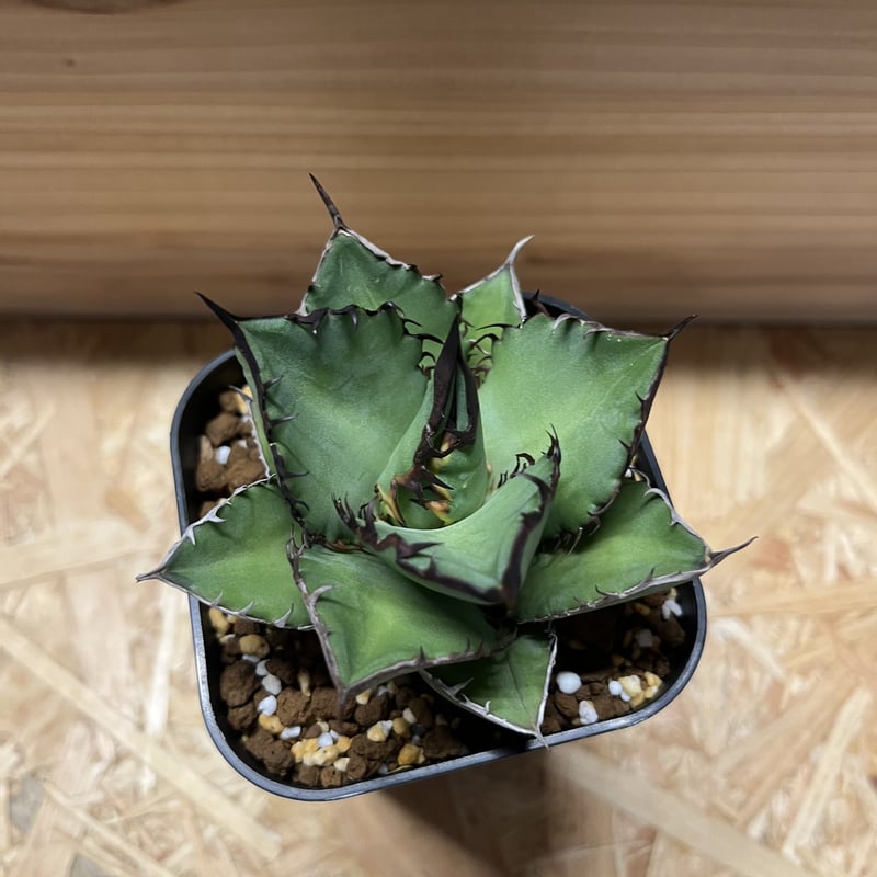 アガベ ブラックファイヤー ハデス セット 鉢ごと アガベ：チタノタ