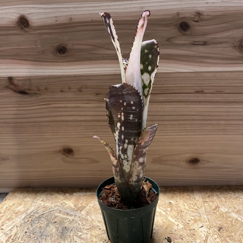 ビルベルギア ミッドナイトサン | GREEN LUCK