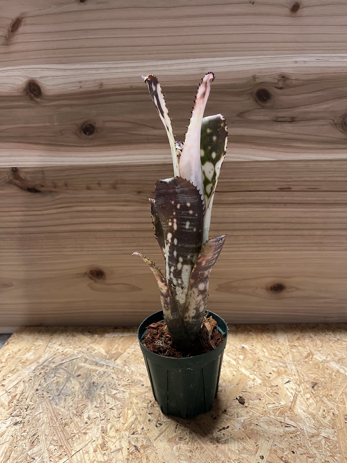 ビルベルギア ミッドナイトサン 【公式通販】