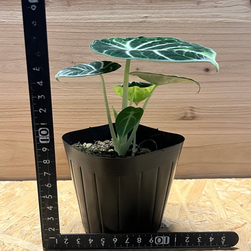 アロカシア ニンジャ | GREEN LUCK