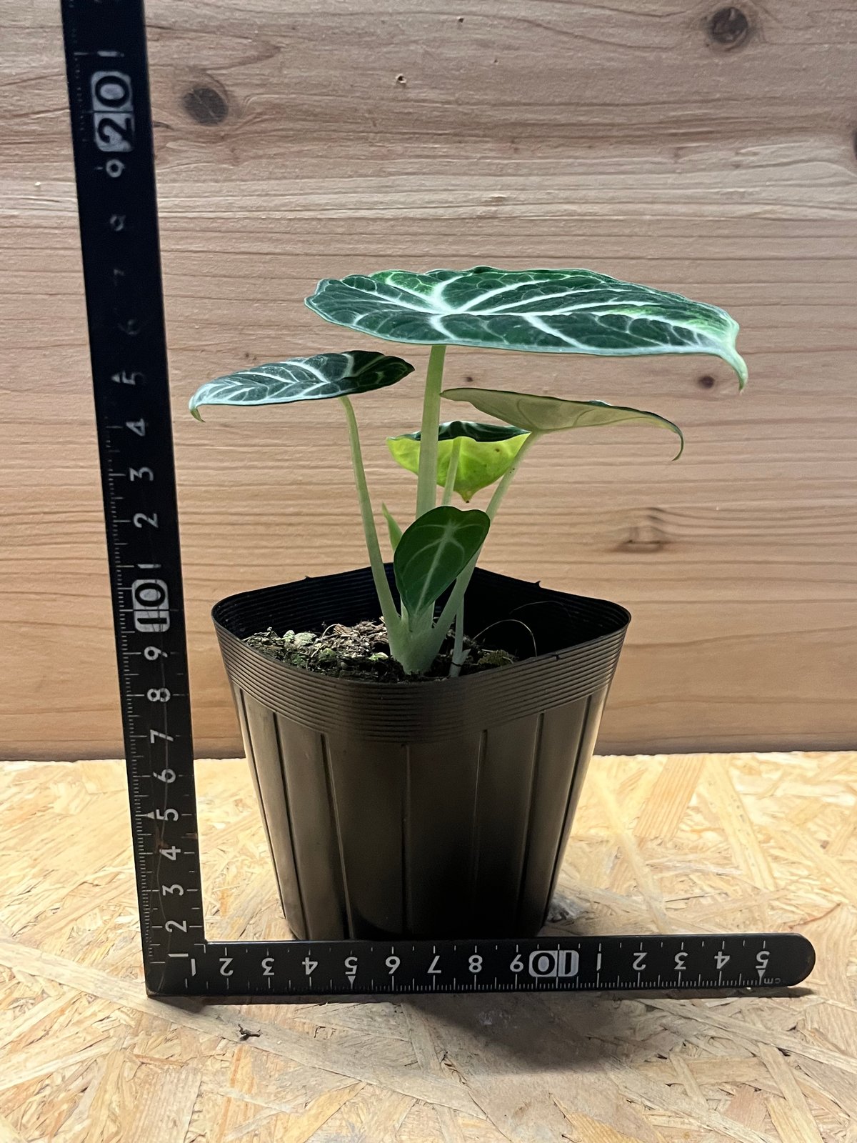 アロカシア ニンジャ | GREEN LUCK