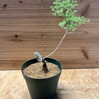 【サマーセール】モンソニア　ムルチフィダ モンソニア ムルチフィダ | GREEN LUCK