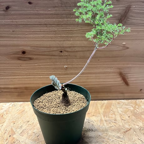 ペラルゴニウムトリステ | STORES