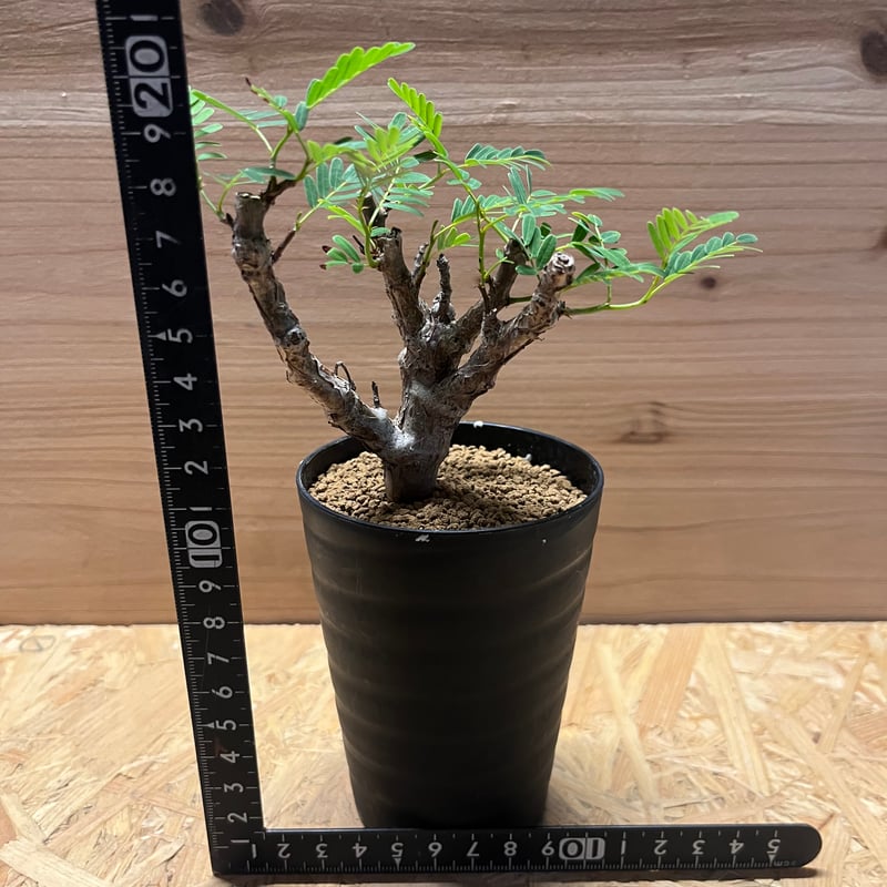 5 巨大センナ・メリディオナリス 抜き苗 センナ メリディオナリス