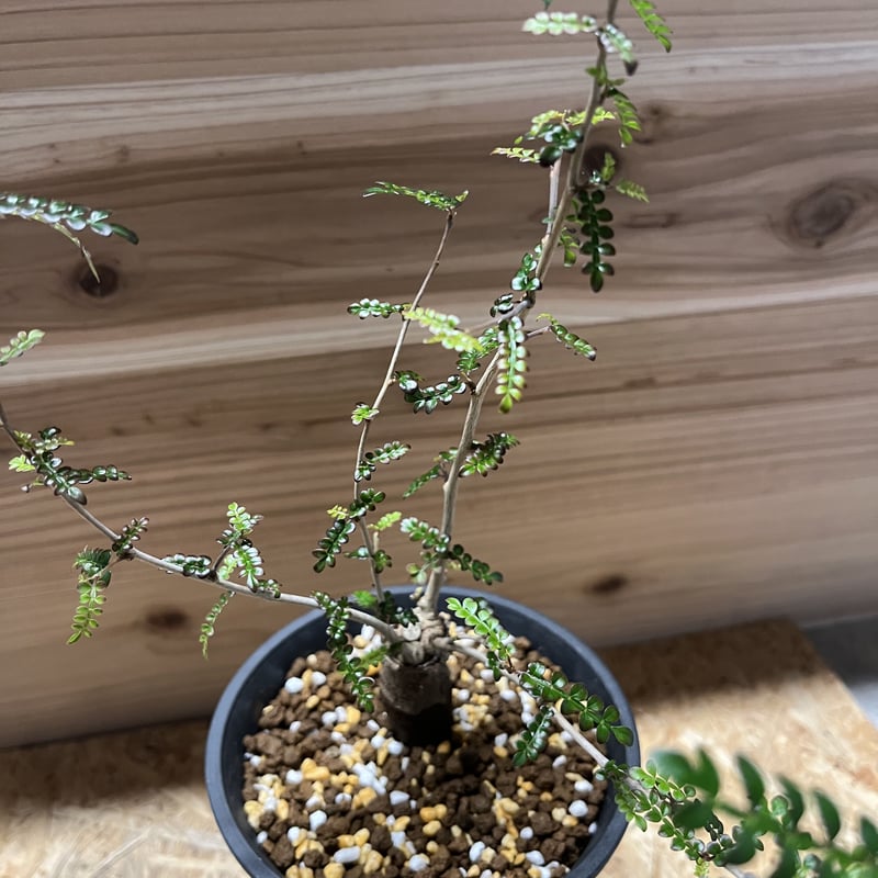 希少　斑入り　オペルクリカリア　デカリー オペルクリカリア デカリー根差し | STELLA.PLANTS
