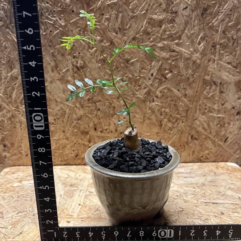 オペルクリカリア パキプス 根差し×伝市鉢 穴窯 | GREEN LUCK