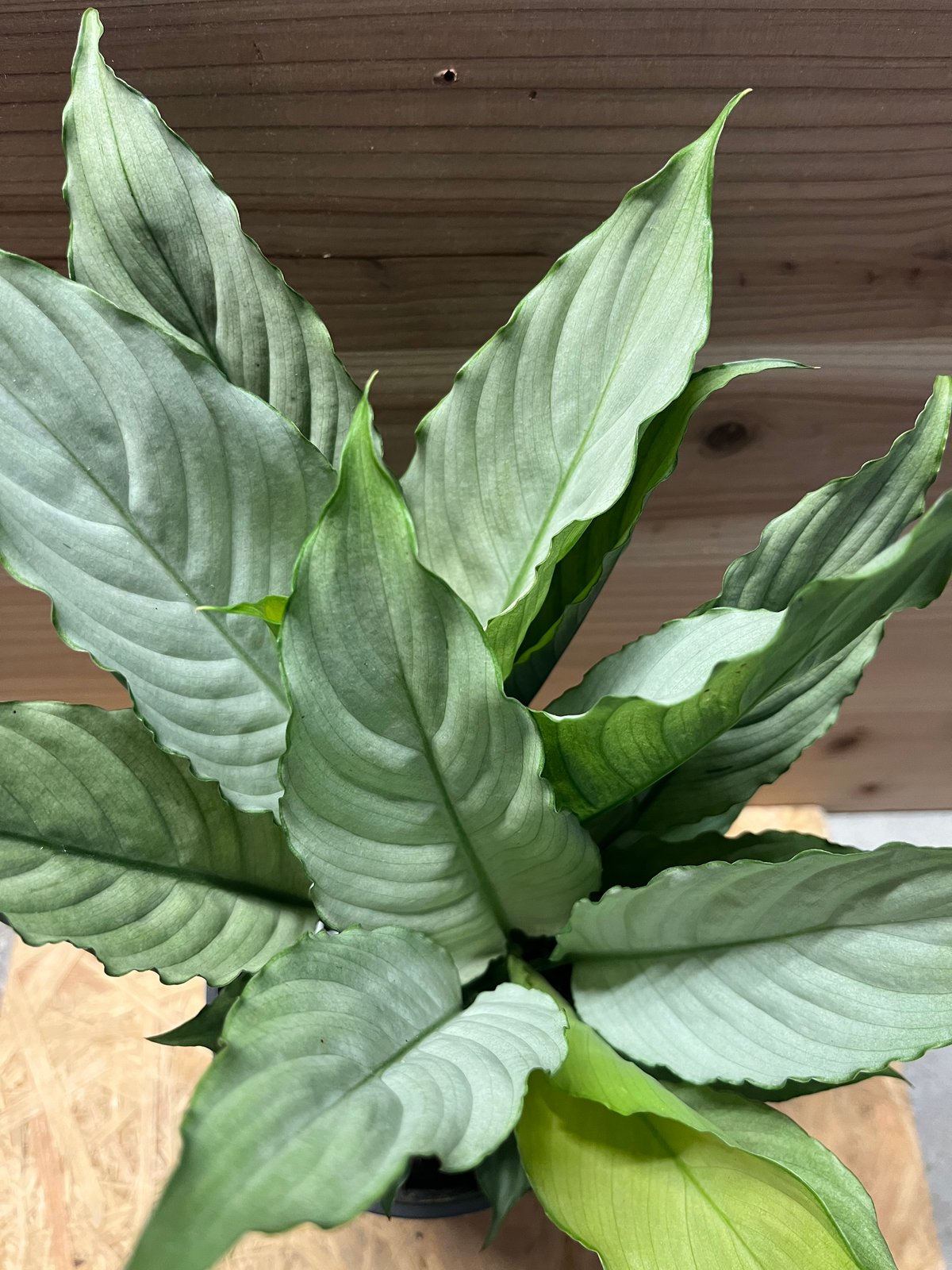 スパティフィラム sp. | GREEN LUCK