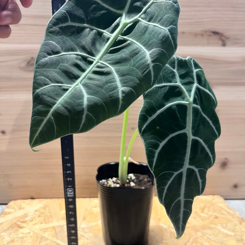 アロカシア ワトソニアナ 'ブラック' | GREEN LUCK