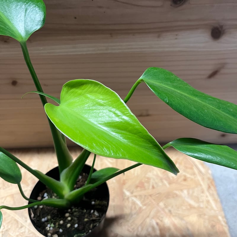 モンステラ バールマルクスフレーム | GREEN LUCK