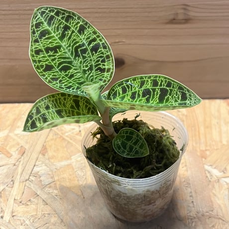 ジュエルオーキッド | STORES