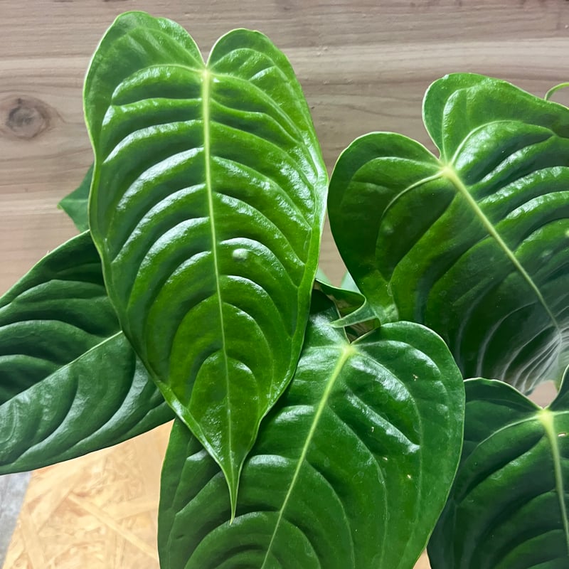 アンスリウム ベイチー | GREEN LUCK