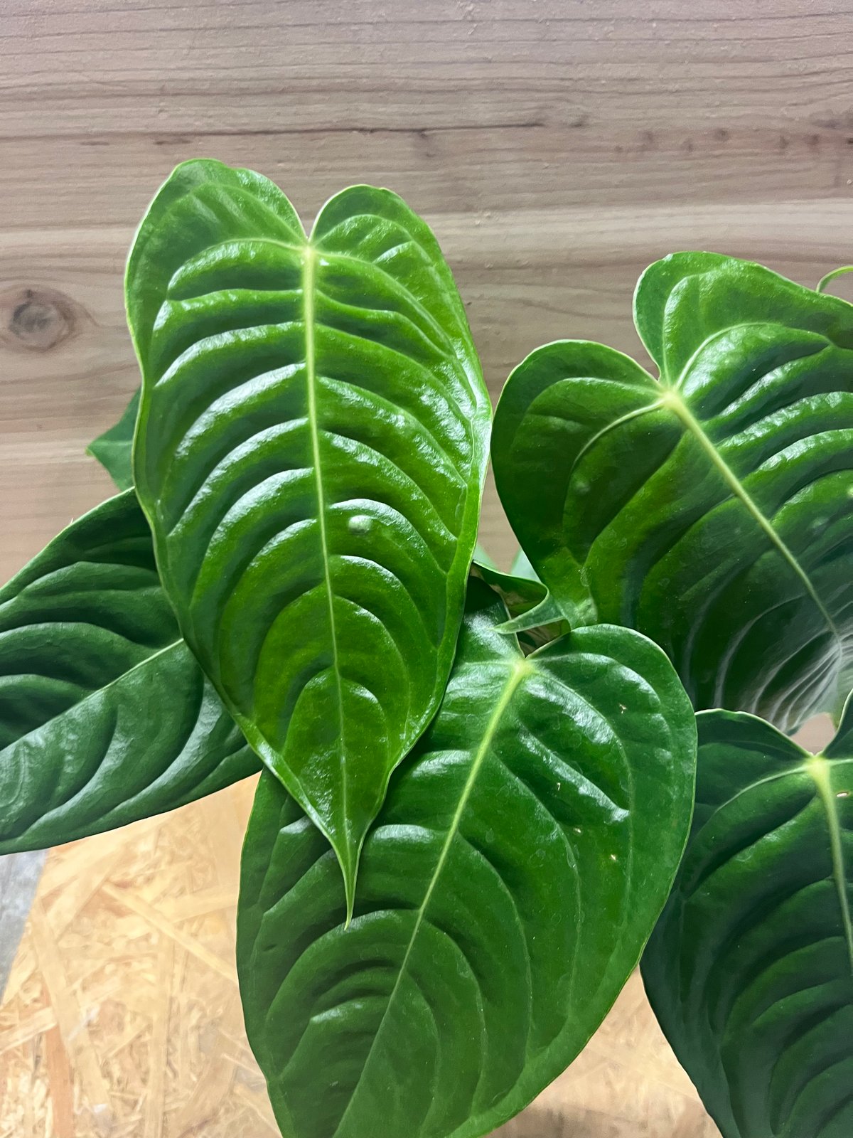 アンスリウム　ベイチー 20250610 Secret Bazaar | _ 『 アンスリウム・ベイチー スーパーナロー