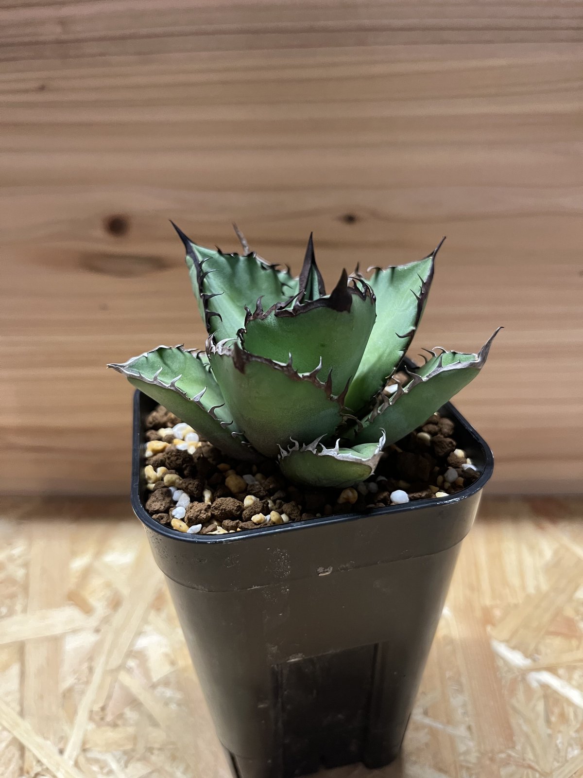 アガベ チタノタ ブラックファイヤー | GREEN LUCK