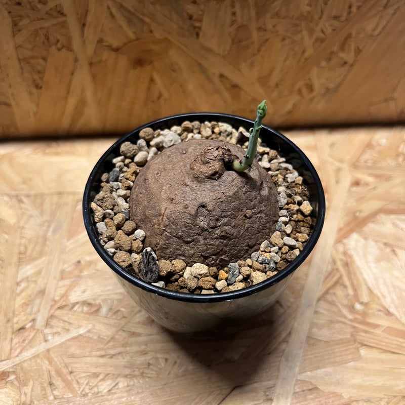 ステファニア　エレクタ ミニサイズ♡ステファニア エレクタ〛Stephania Erecta / ステファニ