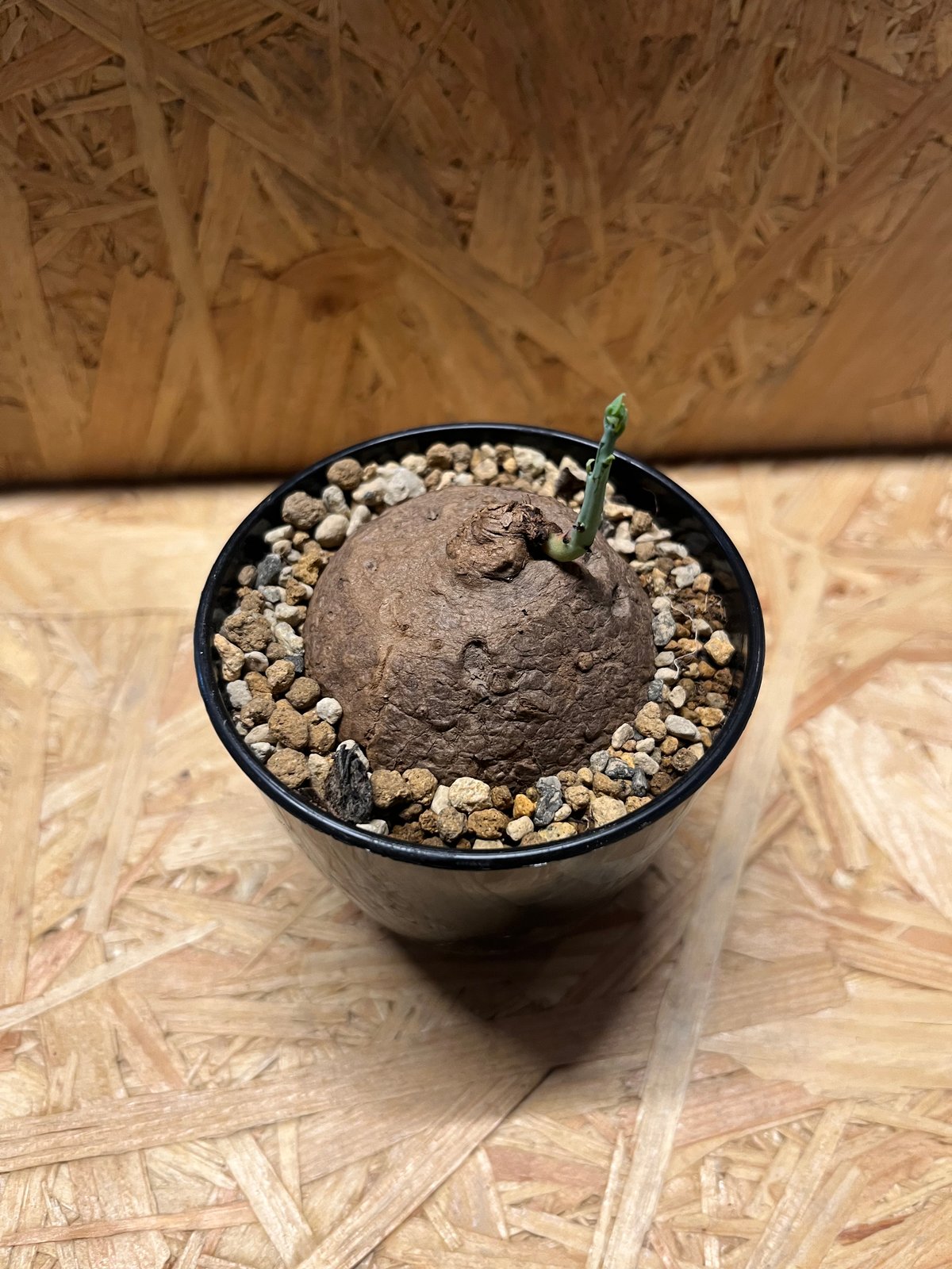 ステファニアエレクタ　植木鉢のまま タイ仕入れ日記④】 僕の大好きなステファニアと、タイの