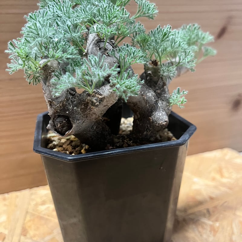 モンソニア ムルチフィダ （サルコカウロン） | GREEN LUCK