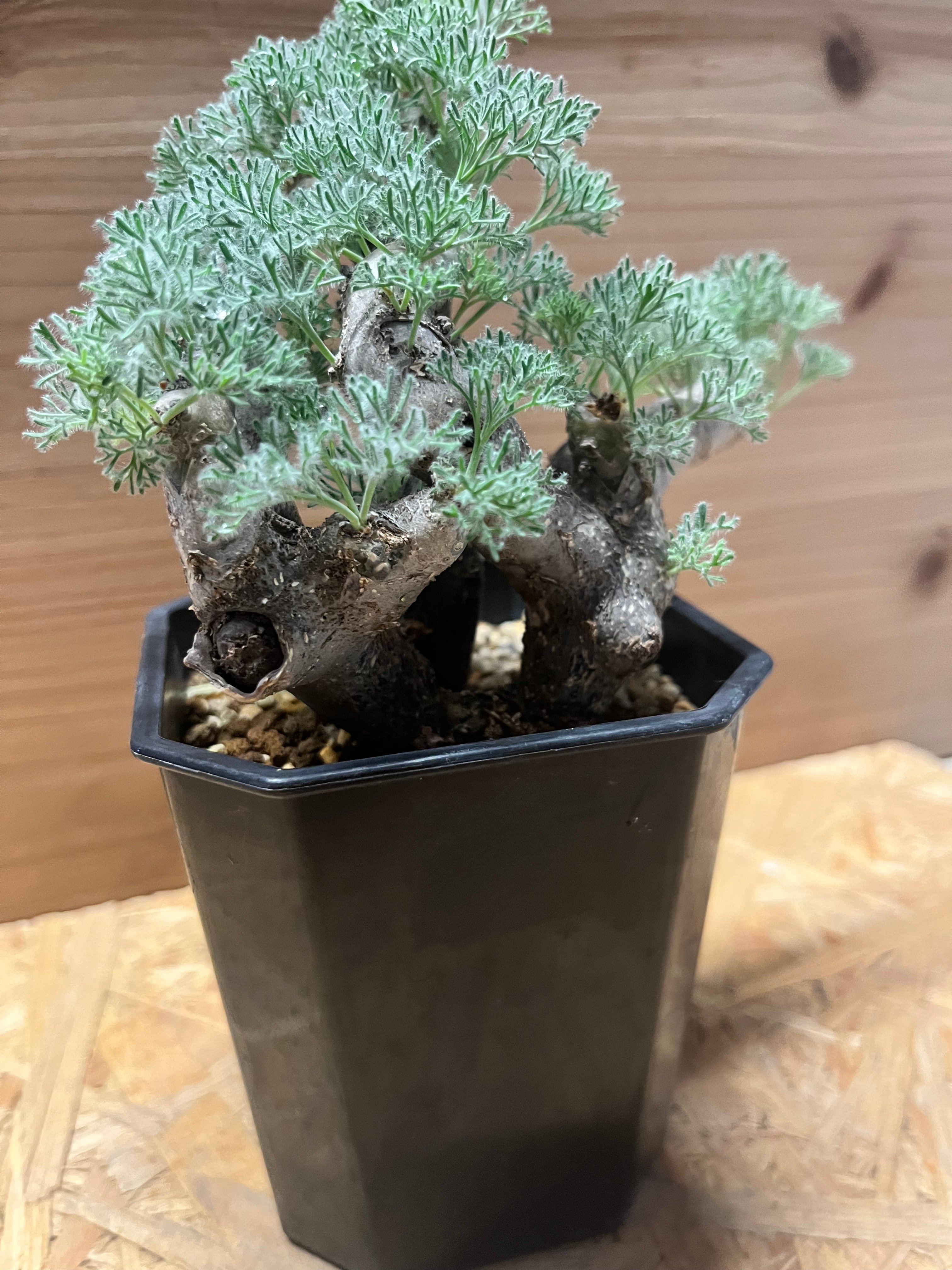 【速達】　スーさん専用モンソニア　ムルチフィダ　サルコカウロン　国内実生株 モンソニア ムルチフィダ （サルコカウロン） | GREEN LUCK