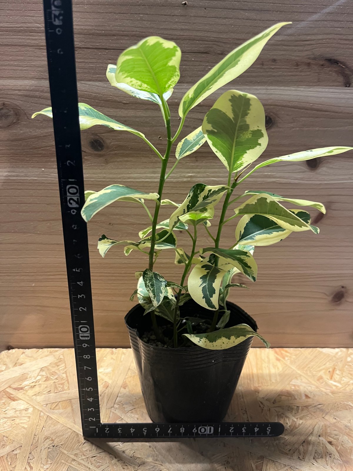 fit=scale-down,w=1200