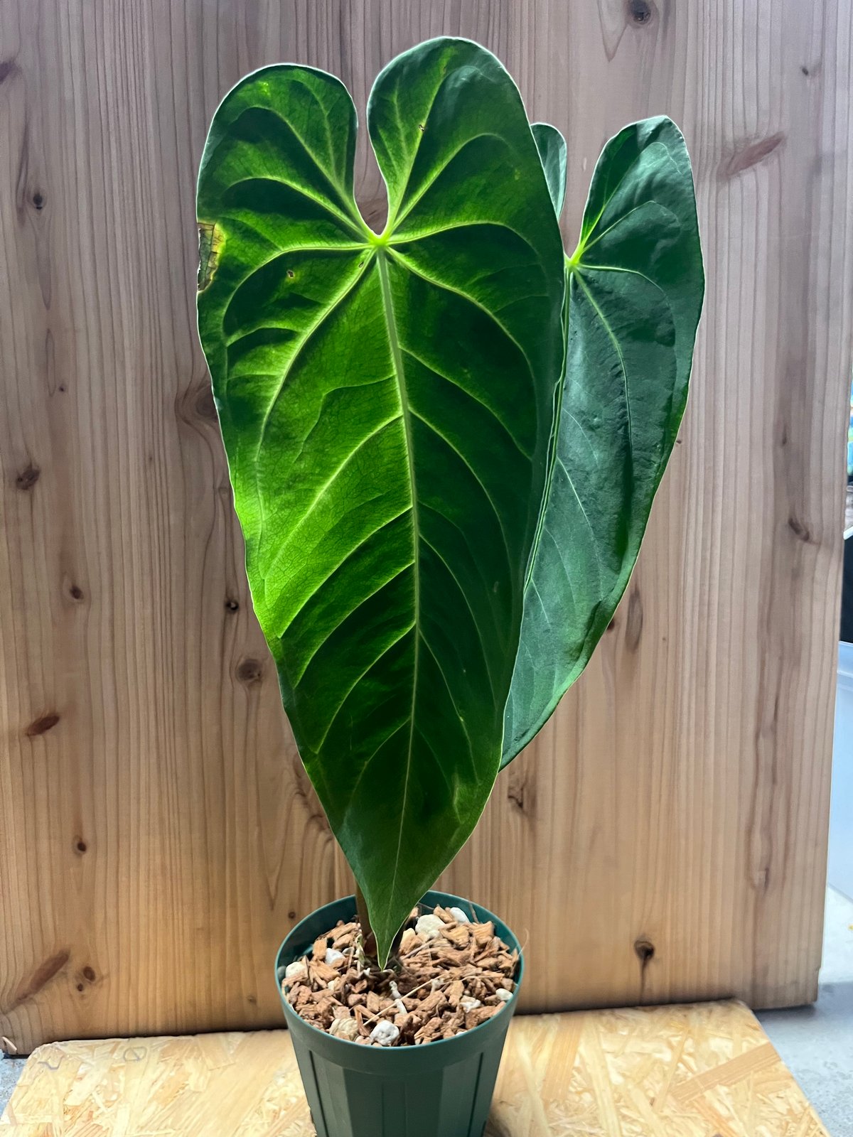 アンスリウム subsignatum 長葉個体 アンスリウム S | 観葉植物の通販