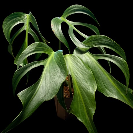 モンステラバールマルクスフレーム | STORES