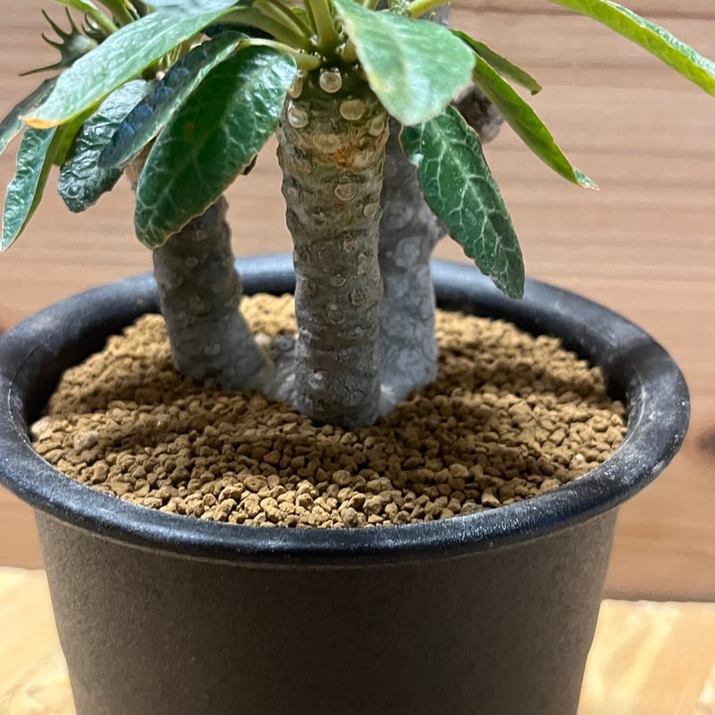 ドルステニア フォエチダ 斑入り | GREEN LUCK