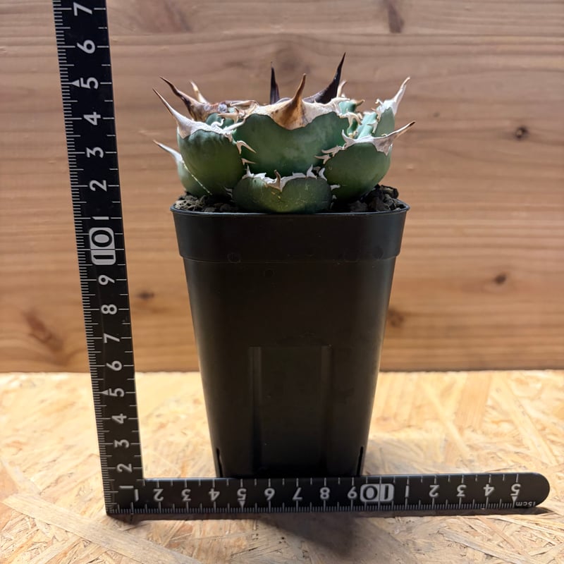 アガベ オテロイ オアハカ実生 | GREEN LUCK
