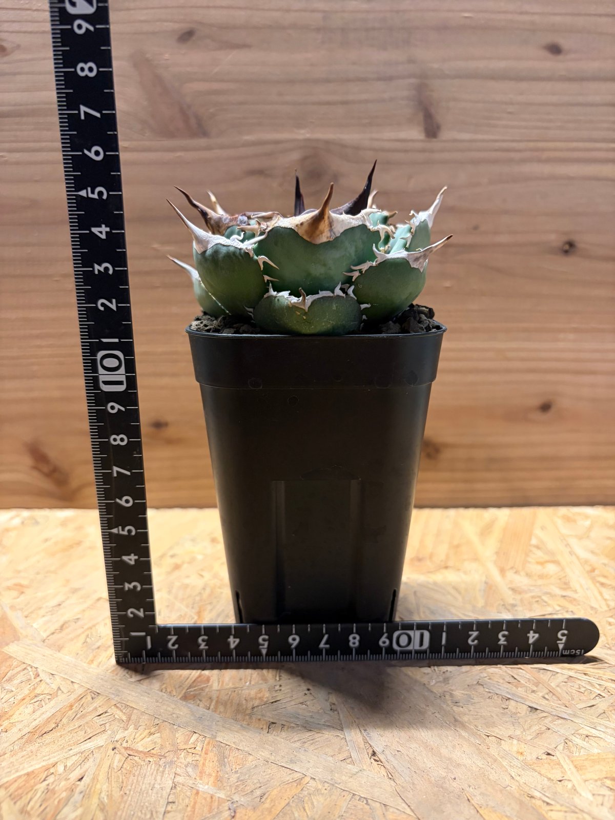 アガベ オテロイ オアハカ実生 | GREEN LUCK