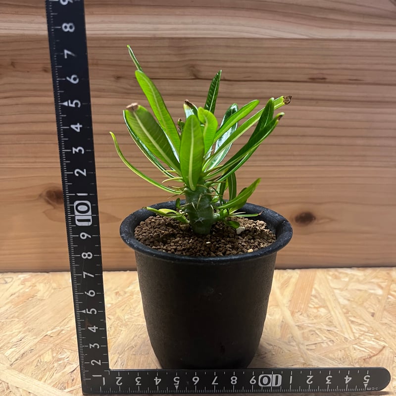 パキポディウム アンボンゲンセ | GREEN LUCK