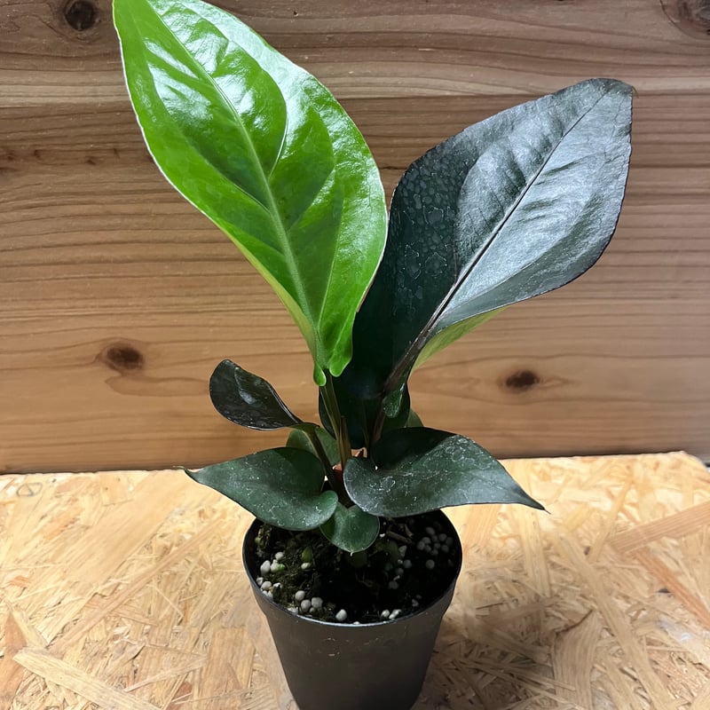 アンスリウム フーケリー 'ブラックドラゴン' | GREEN LUCK