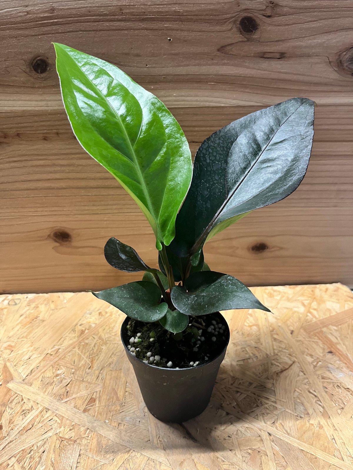 アンスリウム　ブラックドラゴン【斑入】 アンスリウム フーケリー 'ブラックドラゴン' | GREEN LUCK