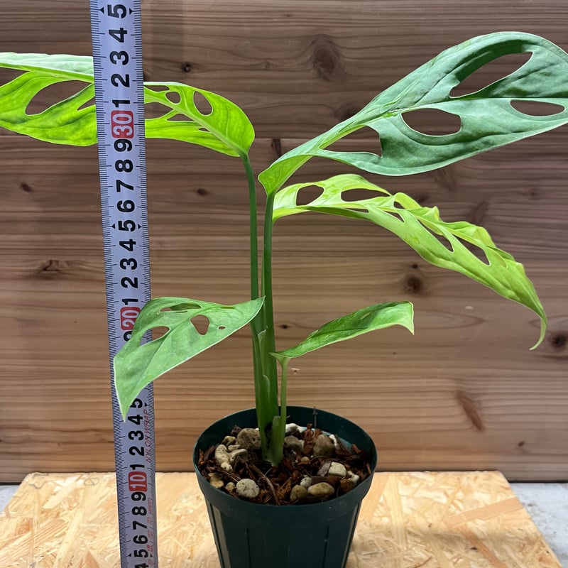 モンステラ　エスケレート　大株③ 楽天市場】希少！ モンステラ エスケレート 6号鉢 Monstera esqueleto