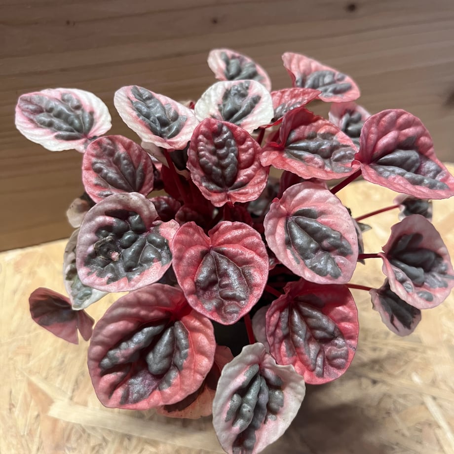 670cb7cbc1e66b63fdcf1dab