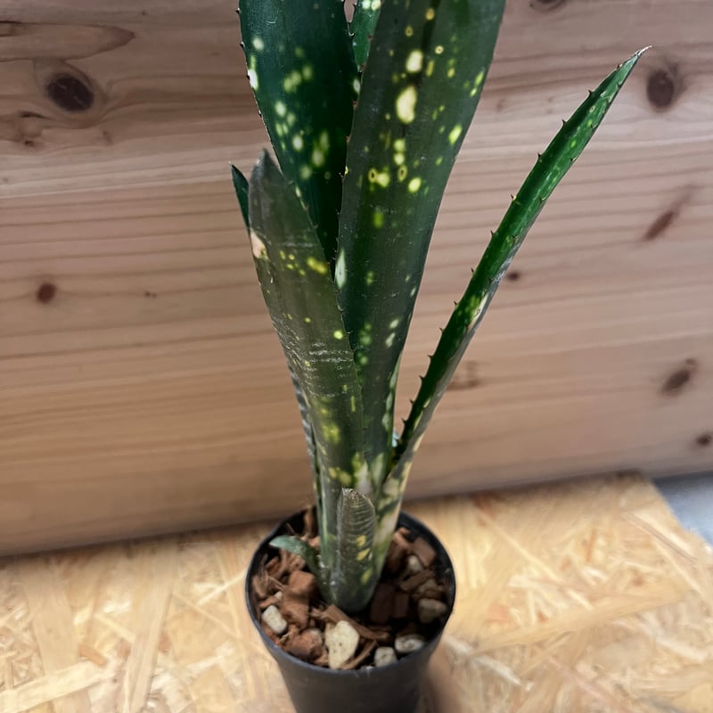 専用出品ビルベルギア トンプライ ボケ | GREEN LUCK