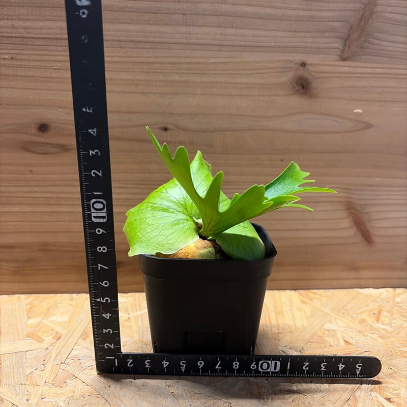 ビカクシダ コロナリウム | GREEN LUCK