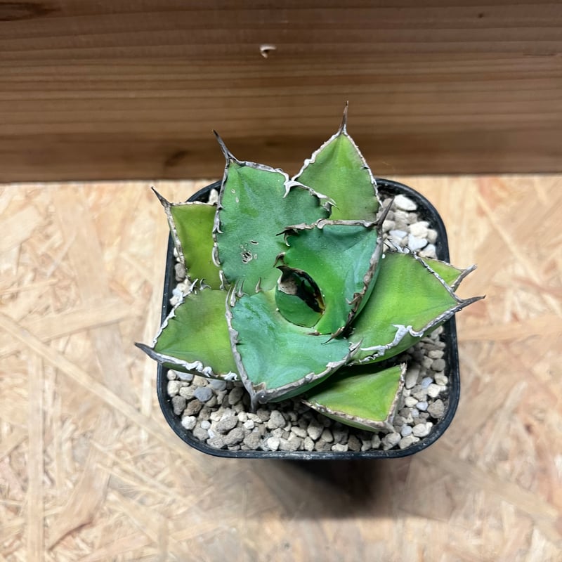 アガベ チタノタ 'シャークソード' | GREEN LUCK
