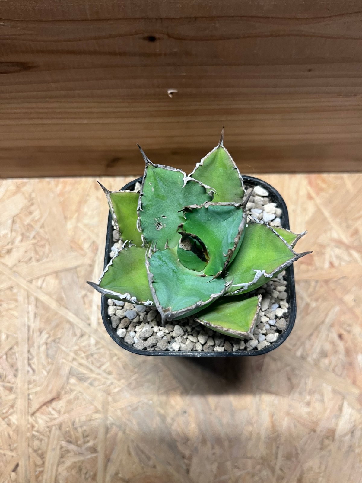 アガベ チタノタ 'シャークソード' | GREEN LUCK