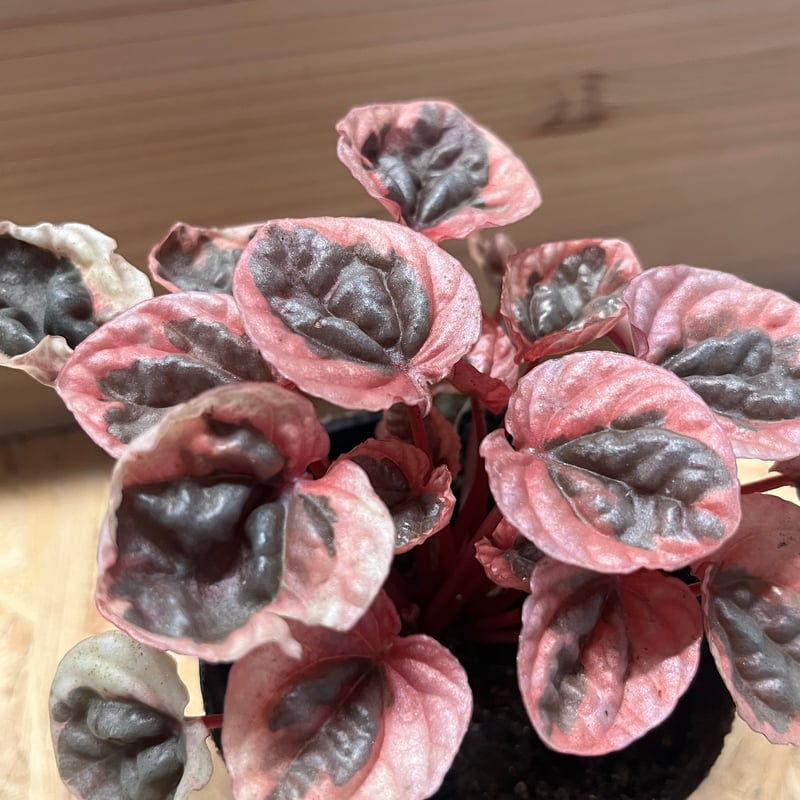 ペペロミア ストロベリークォーツ | GREEN LUCK