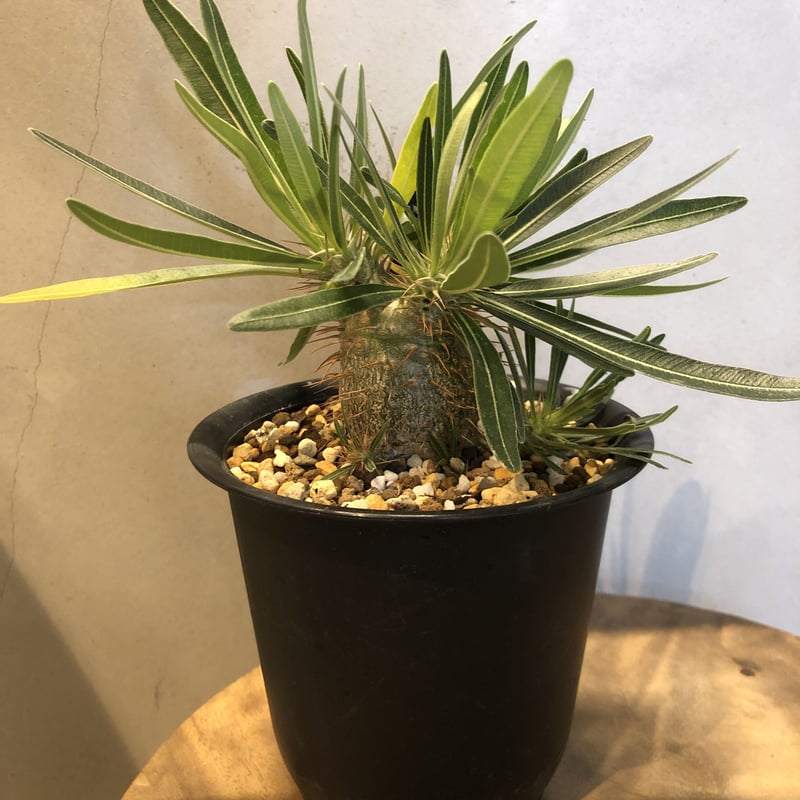 パキポディウム グラキリス 実生 | GREEN LUCK