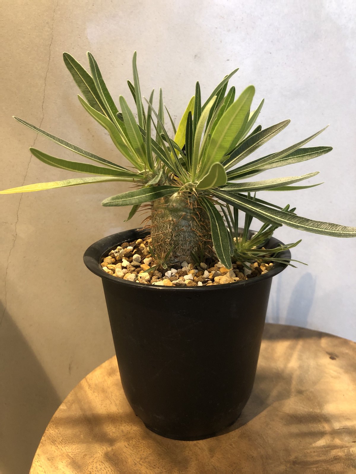 パキポディウム　グラキリス　実生　超大株 パキポディウム グラキリス 実生 | GREEN LUCK