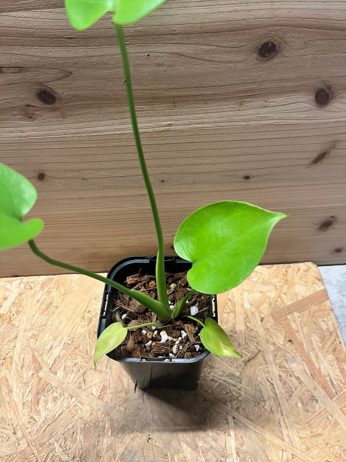 モンステラ デリシオーサ ゴールドリーフ | GREEN LUCK