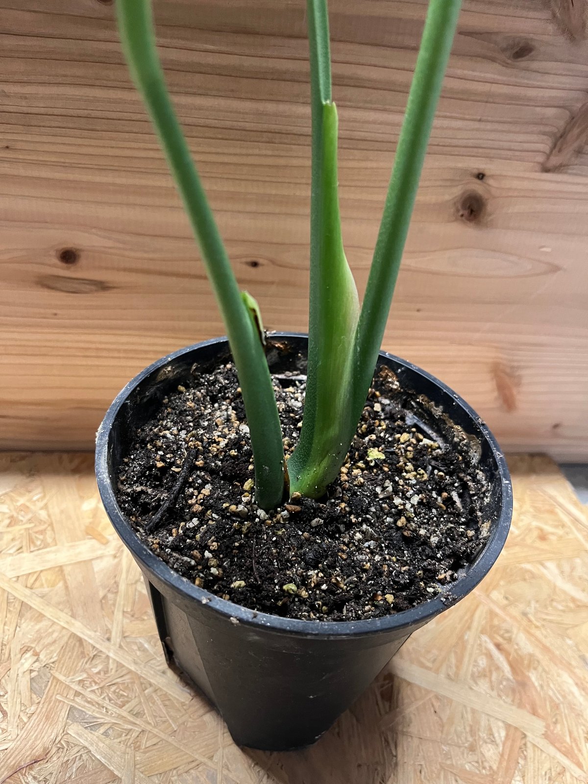 モンステラ デリシオーサ コンパクタ | GREEN LUCK