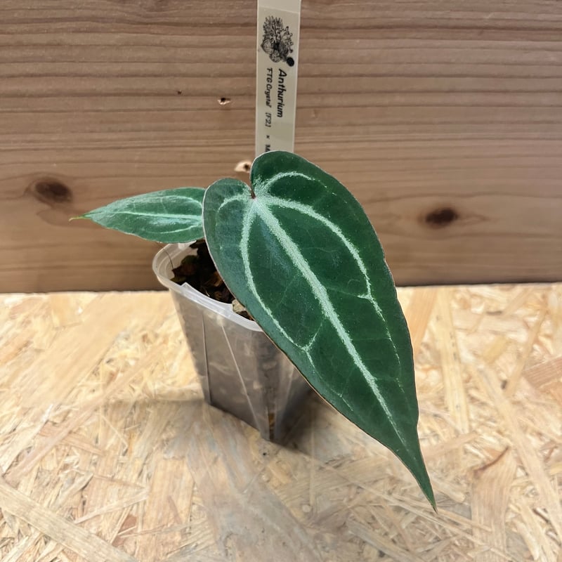 アンスリウム FTGクリスタル× ミシェル×レッドベルベットケーキ