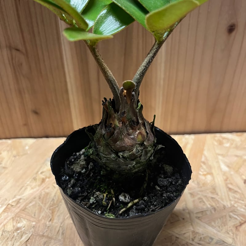 ザミア フルフラセア | GREEN LUCK