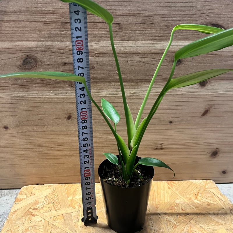 モンステラ バールマルクスフレーム | GREEN LUCK