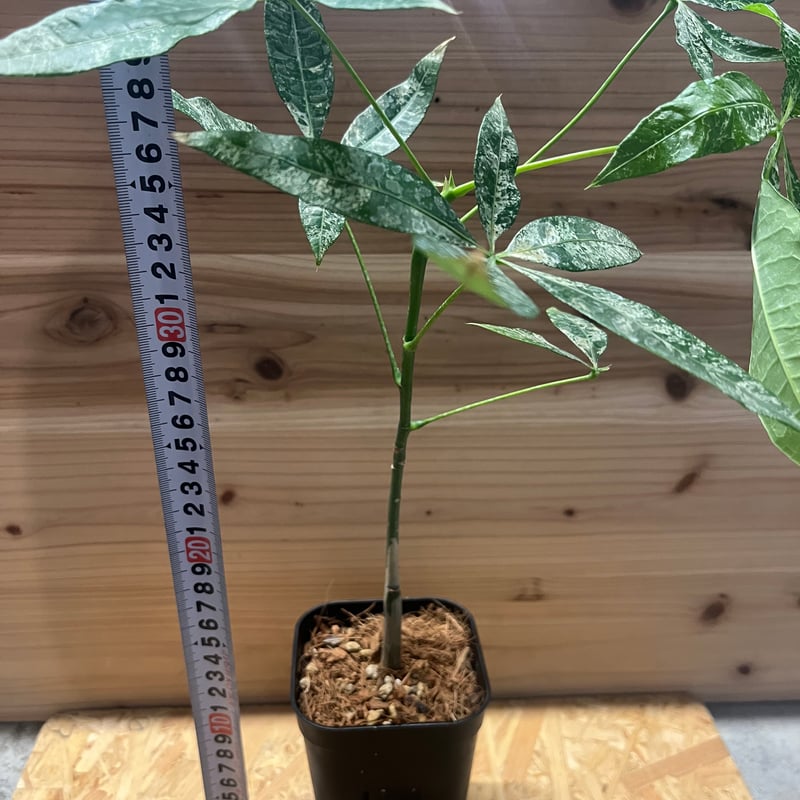 パキラ 斑入り 実生 | GREEN LUCK